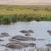  Ngorongoro Crater, TZ